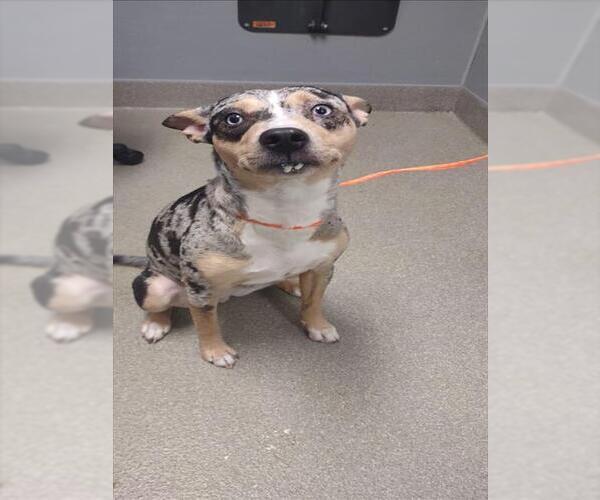 Medium Photo #1 Greyhound-Unknown Mix Puppy For Sale in Las Vegas, NV, USA