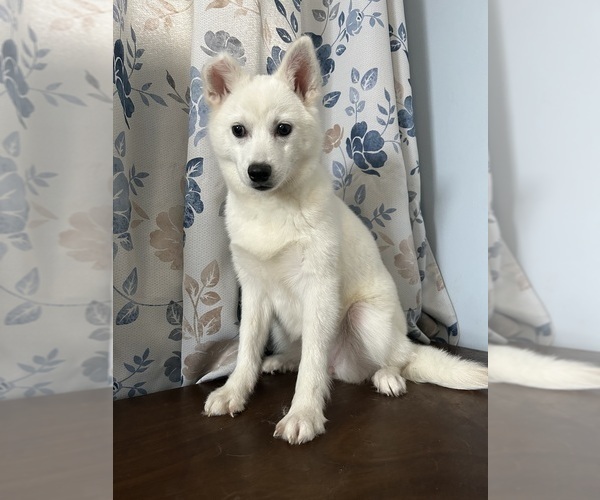 Medium Photo #40 Alaskan Klee Kai Puppy For Sale in DURHAM, CT, USA