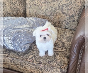 Maltese Puppy for sale in SANTA CLARITA, CA, USA