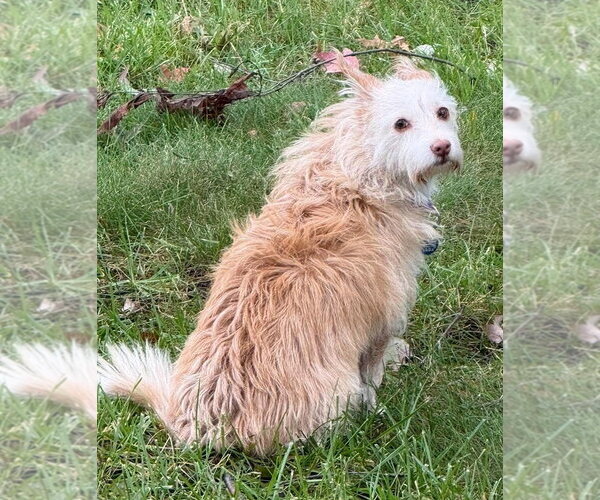 Medium Photo #2 Mutt Puppy For Sale in Boonton, NJ, USA