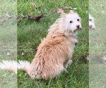 Small Photo #2 Mutt Puppy For Sale in Boonton, NJ, USA