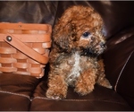 Small Photo #3 Poodle (Toy) Puppy For Sale in FORT SCOTT, KS, USA