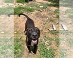 Small #9 American Staffordshire Terrier Mix