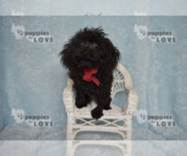 Medium Photo #10 Poodle (Toy) Puppy For Sale in SANGER, TX, USA