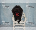 Small #9 Poodle (Toy)