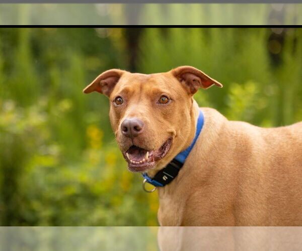 Medium Photo #11 American Pit Bull Terrier-Unknown Mix Puppy For Sale in Raleigh, NC, USA