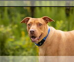 Small #10 American Pit Bull Terrier Mix