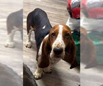 Small #3 Basset Hound