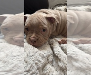 American Bully Puppy for Sale in TAYLOR, Michigan USA