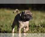 Small #1 Pug