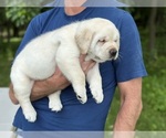 Small Photo #8 Labrador Retriever Puppy For Sale in MOUNT AIRY, MD, USA