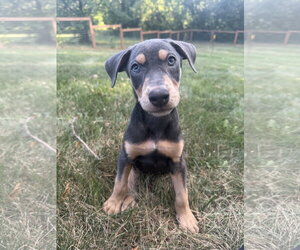 Doberman Pinscher-Unknown Mix Dogs for adoption in Minneaoplis, MN, USA