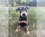 Small Doberman Pinscher Mix