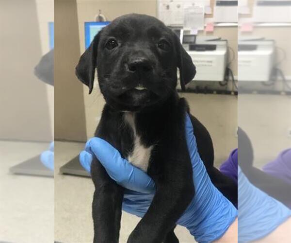 Medium Photo #1 Labrador Retriever Puppy For Sale in Conroe, TX, USA