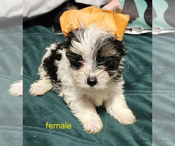 Medium Photo #4 Yorkshire Terrier Puppy For Sale in CONKLIN, NY, USA