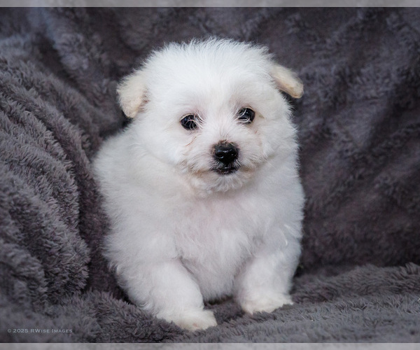Medium Photo #21 Bichon Frise Puppy For Sale in WAKARUSA, IN, USA