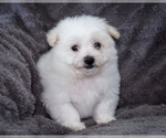 Small #10 Bichon Frise