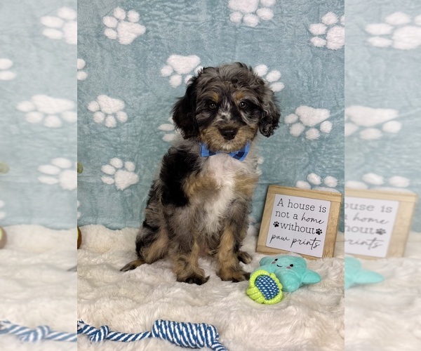 Medium Photo #2 Bernedoodle (Miniature) Puppy For Sale in NOBLESVILLE, IN, USA