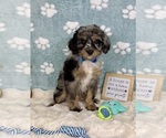 Small #1 Bernedoodle (Miniature)