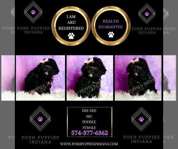 Medium Photo #28 Poodle (Toy) Puppy For Sale in WARSAW, IN, USA