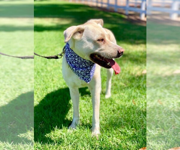 Medium Photo #13 Labrador Retriever-Unknown Mix Puppy For Sale in Dana Point, CA, USA