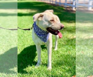 Maddy - Female Labrador Retriever-Unknown Mix Dog for Adoption - Photo #13