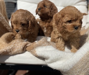 Cavapoo Puppy for Sale in MADISON, Indiana USA