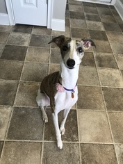 Whippet Dogs for adoption in LUDOWICI, GA, USA