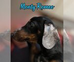 Small Photo #11 Dachshund Puppy For Sale in San Antonio, TX, USA