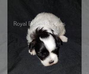 Zuchon Puppy for sale in LE MARS, IA, USA
