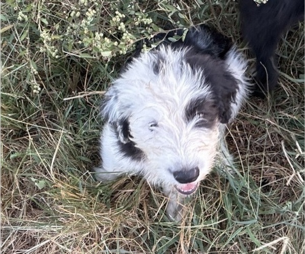 Medium Photo #1 Australian Shepherd-Old English Sheepdog Mix Puppy For Sale in BROKEN BOW, OK, USA