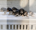 Small Photo #1 Beagle Puppy For Sale in BURLINGTON, MA, USA