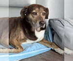 Small Beagle Mix