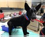 Small #1 German Shepherd Dog