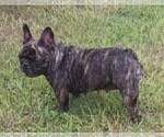 Small Photo #1 French Bulldog Puppy For Sale in TERRELL, TX, USA