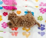 Small #12 Cavapoo (Miniature)-Poodle (Toy) Mix
