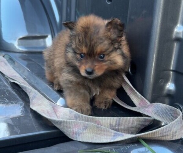 Medium Photo #1 Pomeranian Puppy For Sale in FORT WORTH, TX, USA