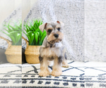 Small Photo #14 Schnauzer (Miniature) Puppy For Sale in SYRACUSE, IN, USA