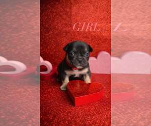 Medium French Bulldog