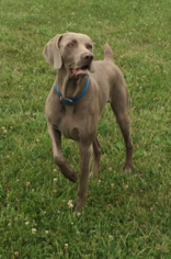 Father of the Weimaraner puppies born on 07/13/2016