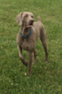 Small Photo #1 Weimaraner Puppy For Sale in LEO, IN, USA
