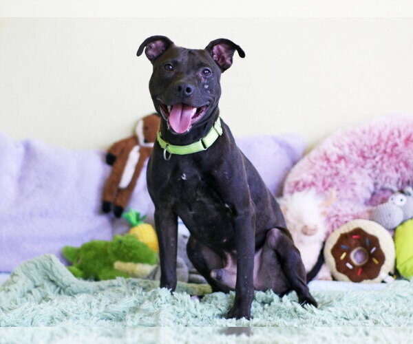 Medium Photo #1 Mutt Puppy For Sale in Tavares, FL, USA