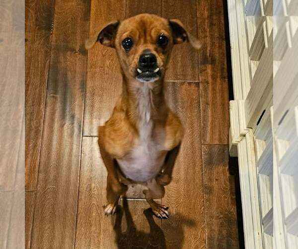 Medium Photo #3 Chihuahua-Unknown Mix Puppy For Sale in Minneapolis, MN, USA