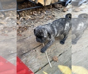 Pug Puppy for sale in BRIDGEPORT, CT, USA