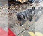 Small Photo #1 Pug Puppy For Sale in BRIDGEPORT, CT, USA