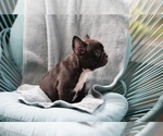 Small #3 French Bulldog