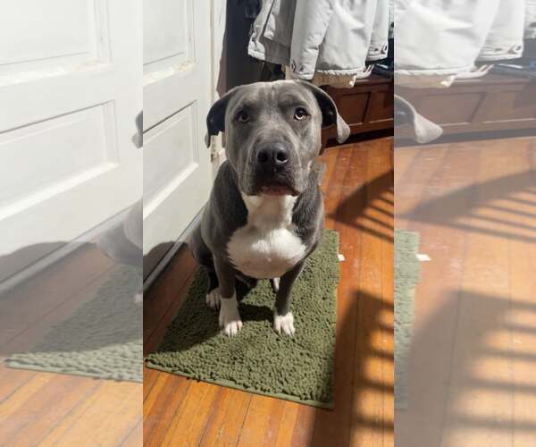 Medium Photo #1 American Pit Bull Terrier-Unknown Mix Puppy For Sale in Waterloo, IA, USA