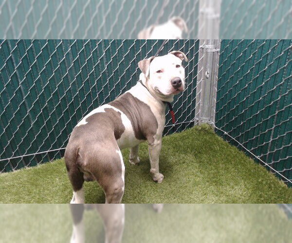 Medium Photo #1 Mutt Puppy For Sale in Downey, CA, USA