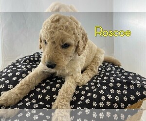 Goldendoodle-Poodle (Standard) Mix Puppy for sale in WINSTON SALEM, NC, USA