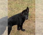 Small Photo #5 German Shepherd Dog Puppy For Sale in WACO, TX, USA